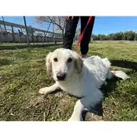 Foto dell\'animale Comune di Corigliano-Rossano - 380260170281273
