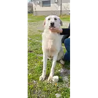 Foto dell\'animale Comune di Corigliano-Rossano - 380260170281781