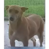 Foto dell\'animale Comune di Corigliano-Rossano - 941000000517531