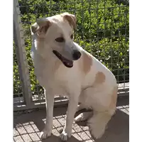 Foto dell\'animale Comune di Corigliano-Rossano - 380260010289730