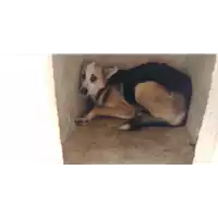 Foto dell\'animale Comune di Corigliano-Rossano - 380260043138854