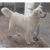 Foto dell\'animale Comune di Corigliano-Rossano - 380260010189255