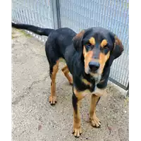 Foto dell\'animale Comune di Corigliano-Rossano - 380260004115693