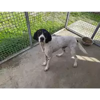 Foto dell\'animale Comune di Corigliano-Rossano - 380260043122268