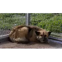 Foto dell\'animale Comune di Corigliano-Rossano - 380260004113198