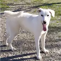 Foto dell\'animale Comune di Corigliano-Rossano - 380260004115823