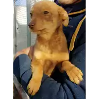 Foto dell\'animale Comune di Corigliano-Rossano - 380260004112689