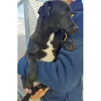 Foto dell\'animale Comune di Corigliano-Rossano - 380260004113101