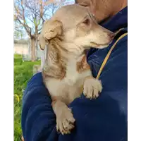 Foto dell\'animale Comune di Corigliano-Rossano - 380260004113189