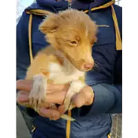 Foto dell\'animale Comune di Corigliano-Rossano - 380260004113202