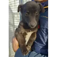 Foto dell\'animale Comune di Corigliano-Rossano - 380260004113190