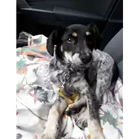 Foto dell\'animale Comune di Corigliano-Rossano - 380260004113211