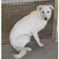 Foto dell\'animale Comune di Corigliano-Rossano - 380260004114406