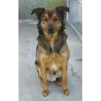 Foto dell\'animale Comune di Corigliano-Rossano - 380260004115806
