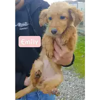 Comune di Corigliano-Rossano - 380260004112664