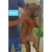 Foto dell\'animale Comune di Corigliano-Rossano - 380260004112668