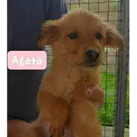 Foto dell\'animale Comune di Corigliano-Rossano - 380260004112667