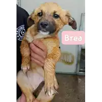 Foto dell\'animale Comune di Corigliano-Rossano - 380260004112746