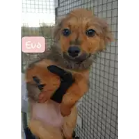 Foto dell\'animale Comune di Corigliano-Rossano - 380260004112677