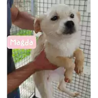 Foto dell\'animale Comune di Corigliano-Rossano - 380260004059564