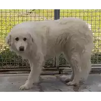 Foto dell\'animale Comune di Corigliano-Rossano - 380260004115811