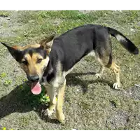 Foto dell\'animale Comune di Corigliano-Rossano - 380260004059617