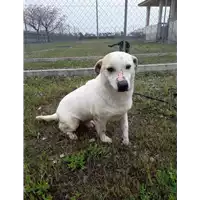 Foto dell\'animale Comune di Corigliano-Rossano - 380260004059551