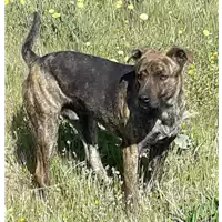 Foto dell\'animale Comune di Corigliano-Rossano - 380260004112658