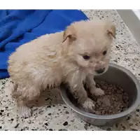 Foto dell\'animale Comune di Corigliano-Rossano - 380260044287241