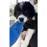 Foto dell\'animale Comune di Corigliano-Rossano - 380260004059518