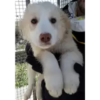 Foto dell\'animale Comune di Corigliano-Rossano - 380260004059597