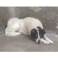 Foto dell\'animale Comune di Corigliano-Rossano - 380260004059428
