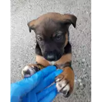 Foto dell\'animale Comune di Corigliano-Rossano - 380260044287411