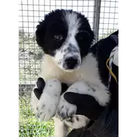 Foto dell\'animale Comune di Corigliano-Rossano - 380260004059410