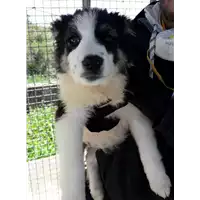 Foto dell\'animale Comune di Corigliano-Rossano - 380260004059553