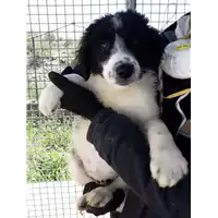 Foto dell\'animale Comune di Corigliano-Rossano - 380260004059569