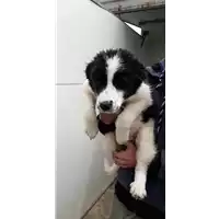 Foto dell\'animale Comune di Corigliano-Rossano - 380260044286533