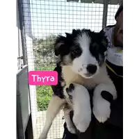 Foto dell\'animale Comune di Corigliano-Rossano - 380260004059516