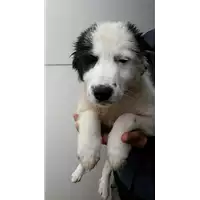 Foto dell\'animale Comune di Corigliano-Rossano - 380260044287088