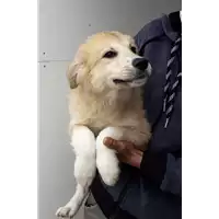 Foto dell\'animale Comune di Corigliano-Rossano - 380260044283018