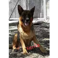 Foto dell\'animale Comune di Corigliano-Rossano - 380260044286582