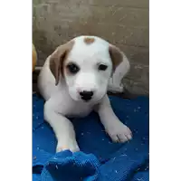 Foto dell\'animale Comune di Corigliano-Rossano - 380260044286835