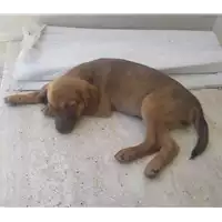 Foto dell\'animale Comune di Corigliano-Rossano - 380260044287235