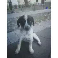 Foto dell\'animale Comune di Corigliano-Rossano - 380260044286867