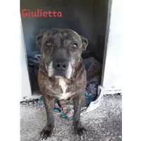 Foto dell\'animale Comune di Corigliano-Rossano - 380260004115687