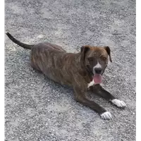 Foto dell\'animale Comune di Corigliano-Rossano - 380260044287233
