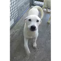 Foto dell\'animale Comune di Corigliano-Rossano - 380260044286992
