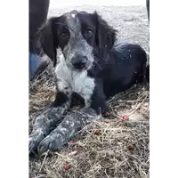 Foto dell\'animale Comune di Corigliano-Rossano - 380260044286740