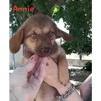 Foto dell\'animale Comune di Corigliano-Rossano - 380260044287425