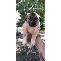 Foto dell\'animale Comune di Corigliano-Rossano - 380260044286765